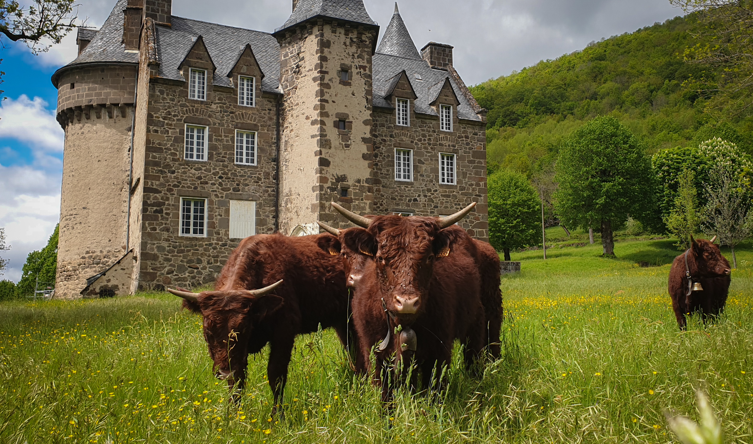 château de Longevergne avec les vaches Salers, dans le Cantal